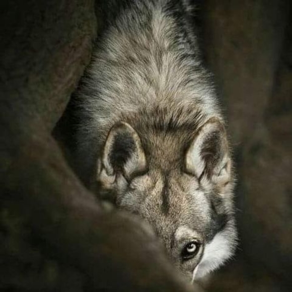 Meet your Posher, Nicole - Picture 1 of 1